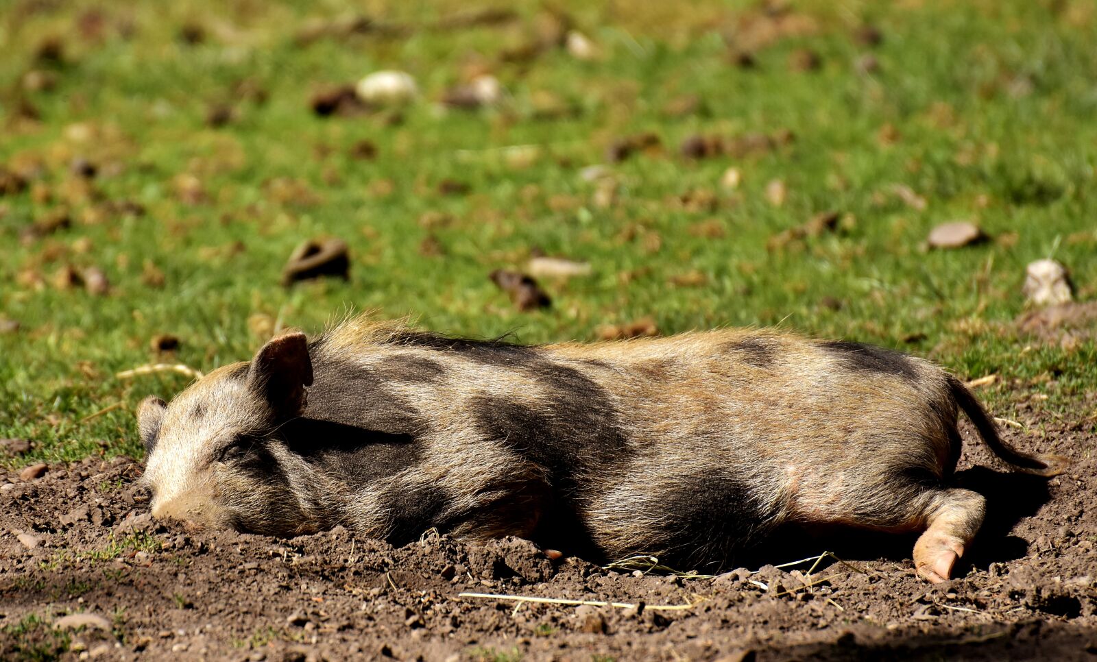 Nikon D7200 sample photo. Pig, sleep, dirty photography
