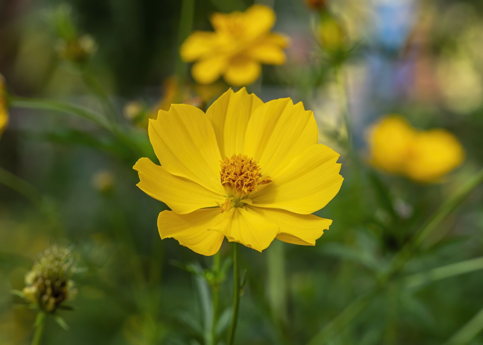 Olympus OM-D E-M1 Mark II sample photo. Flower, gold, blooming photography