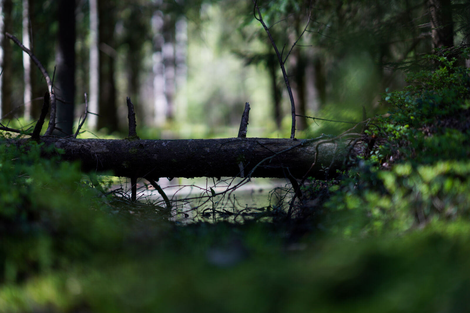 Sony FE 85mm F1.4 GM sample photo. Moody forest photography