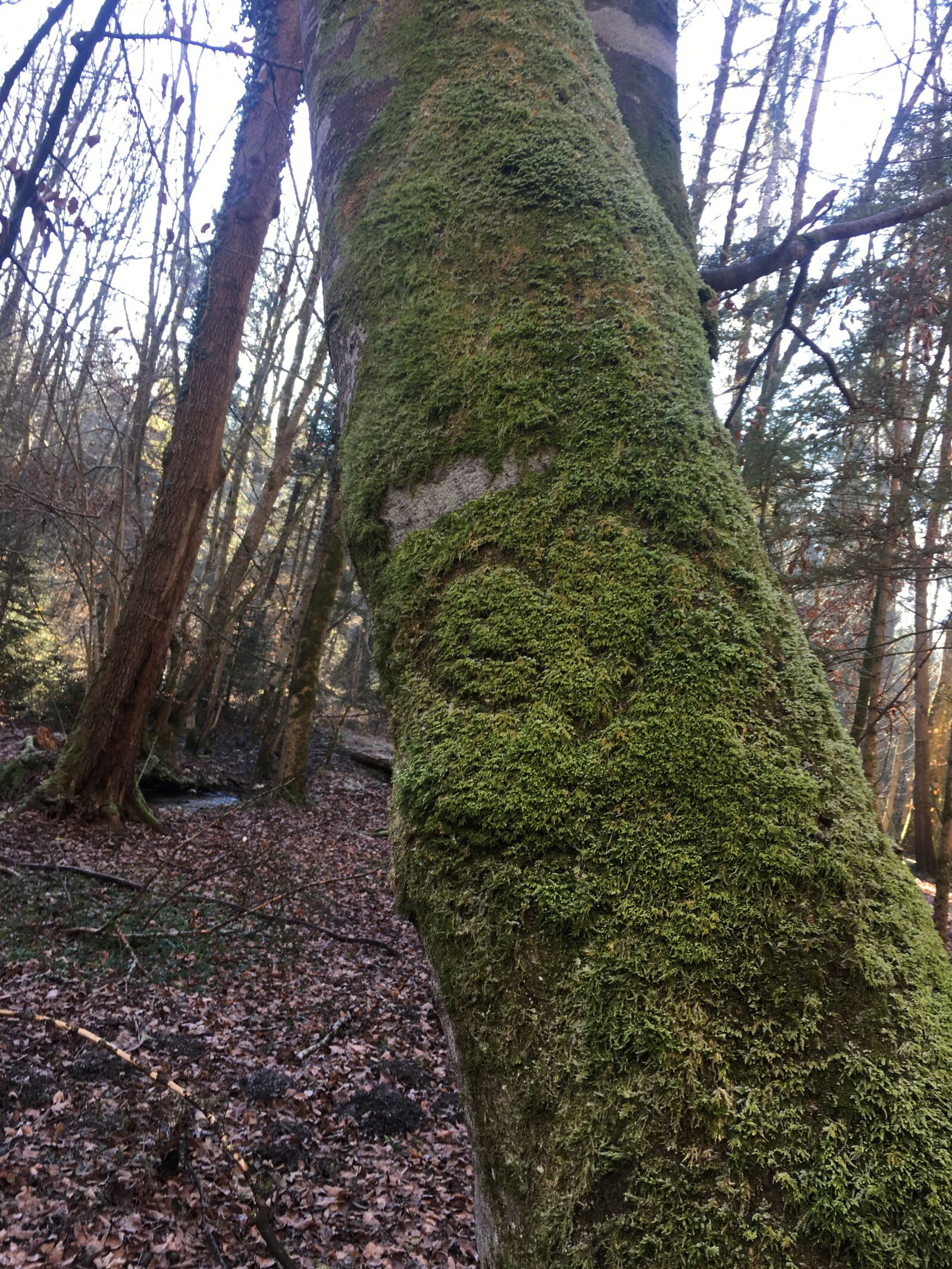 Apple iPhone 6s sample photo. Tree, forest, nature photography