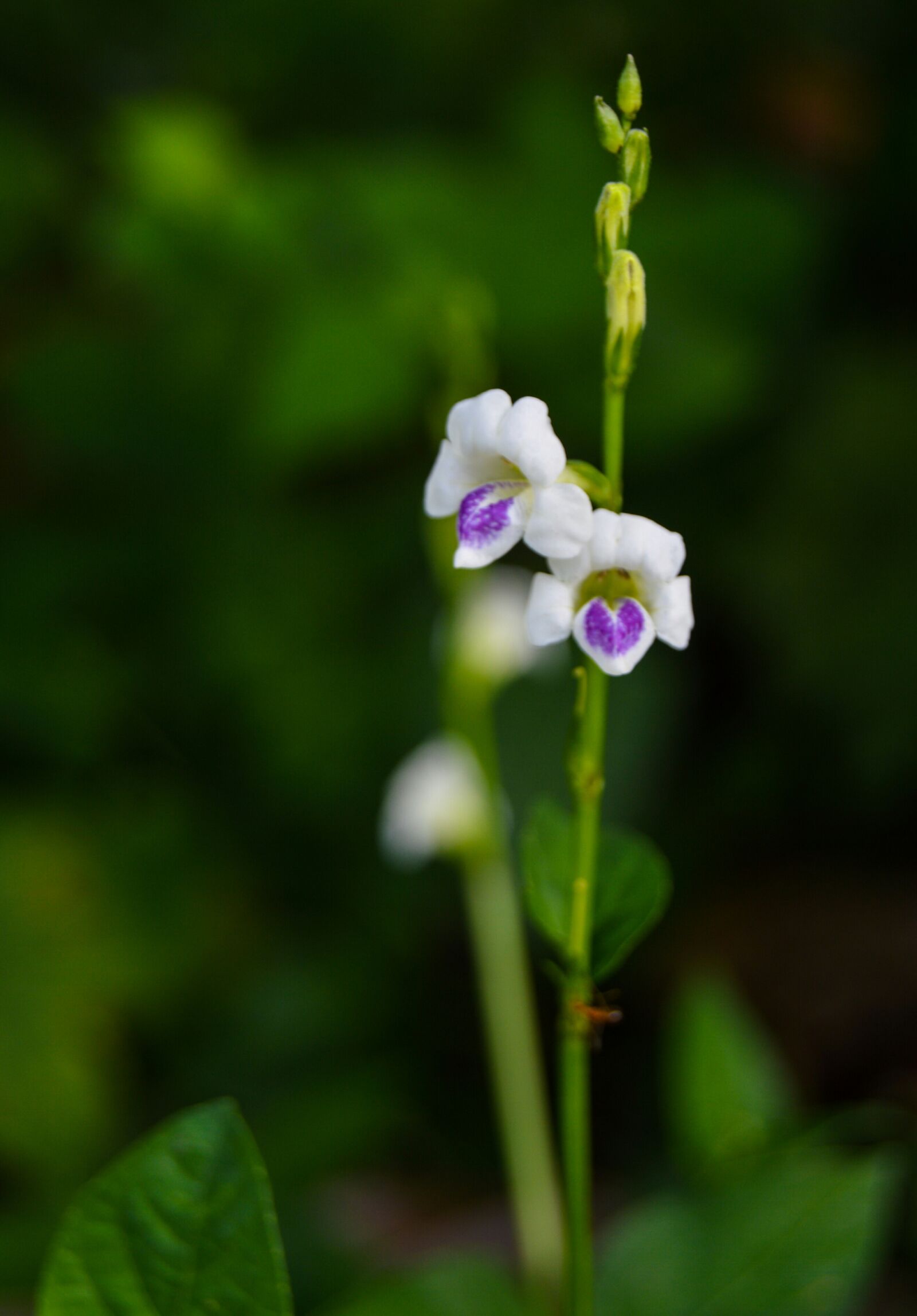 Nikon D3200 sample photo. Green, black, white photography