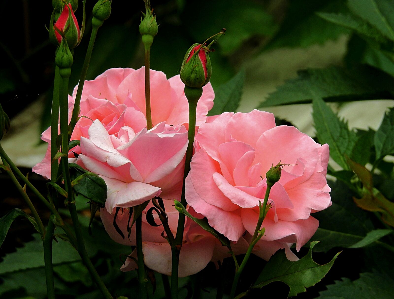 Nikon Coolpix P900 sample photo. Rose, pink, flower photography