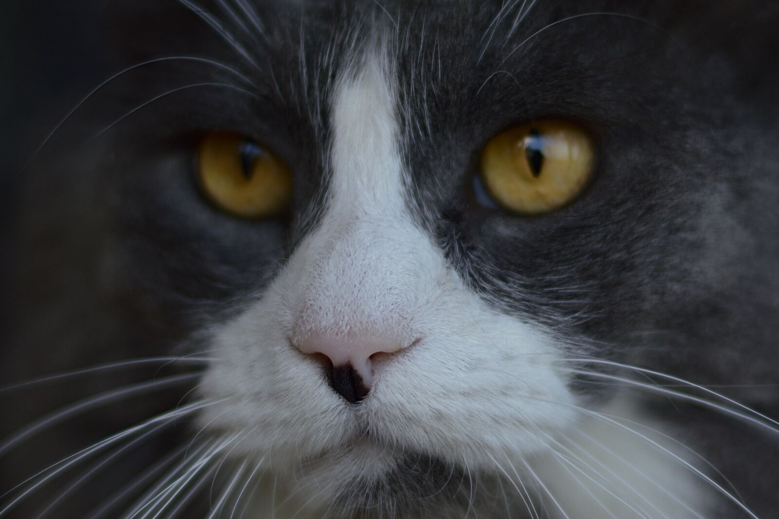 Nikon D3200 sample photo. Cat, animal, face photography