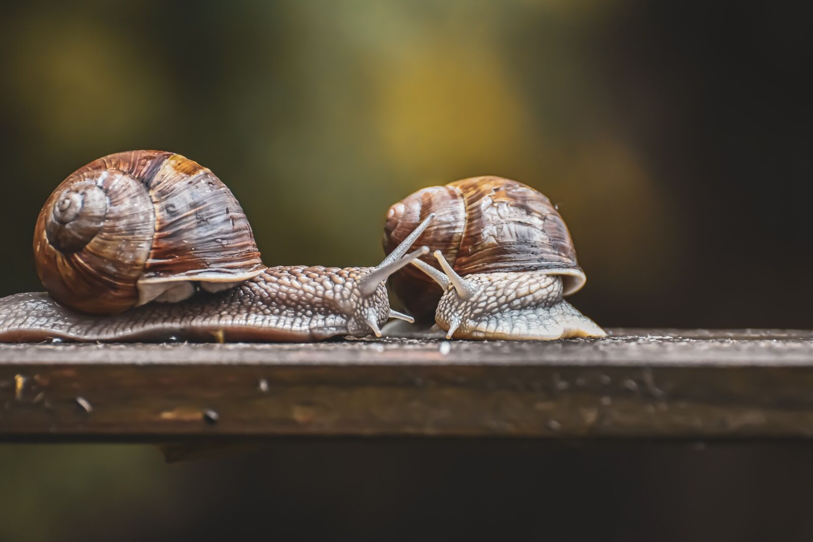 Nikon D7200 sample photo. Snail, nature conservation, protected photography