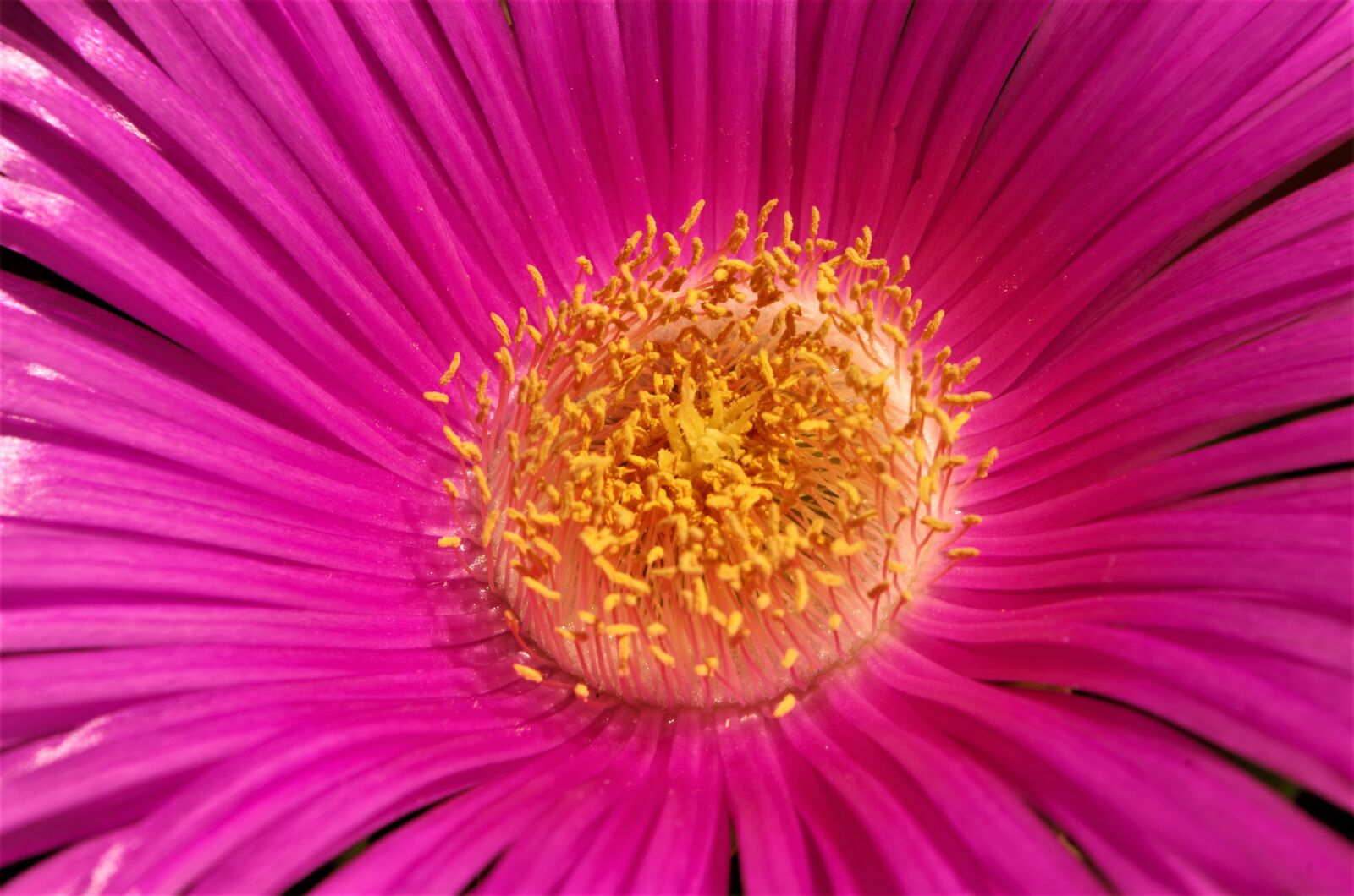 Pentax K-50 sample photo. Flower, spring, macro photography