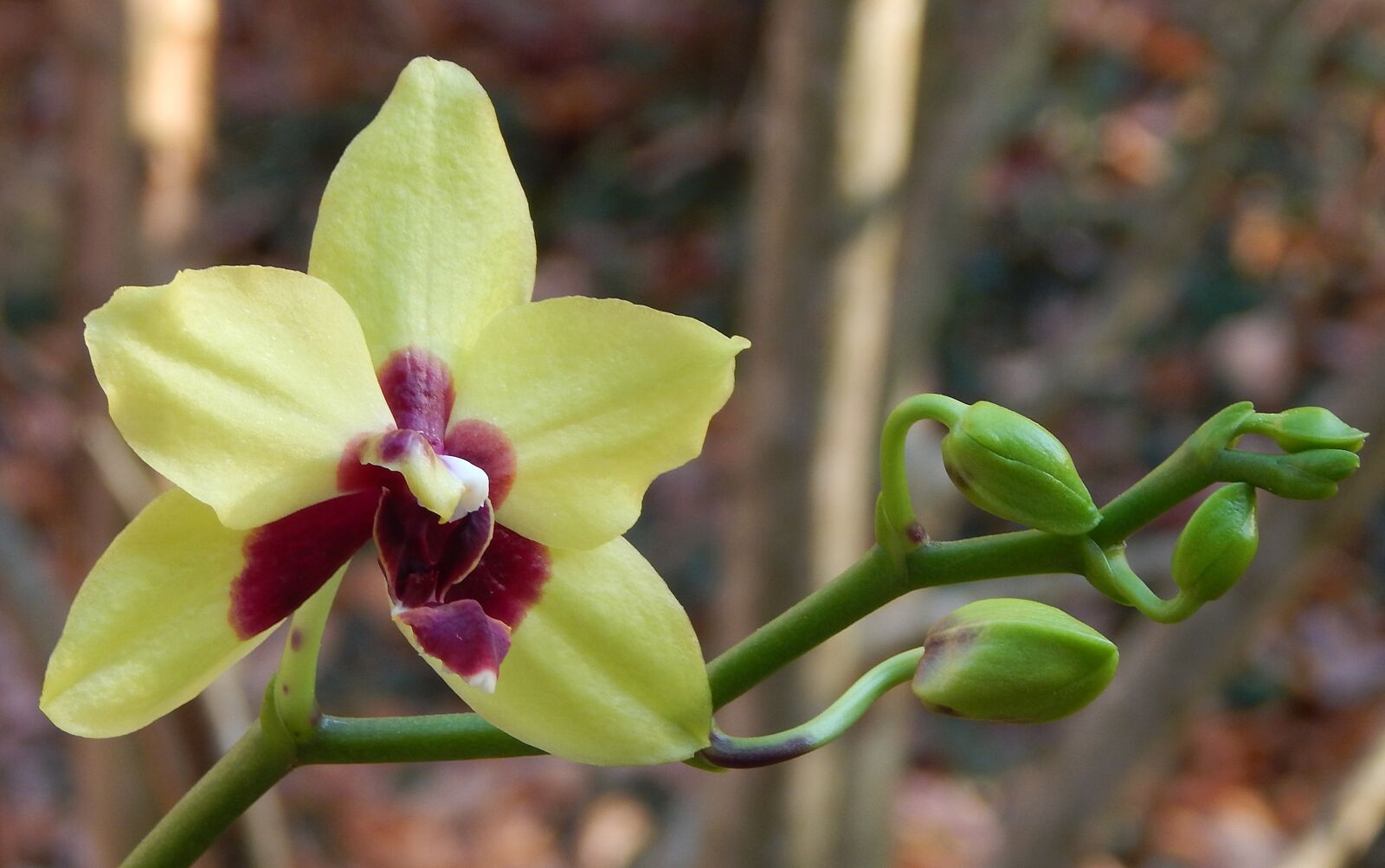 Nikon Coolpix L830 sample photo. Hybrid phalaenopsis with buds photography
