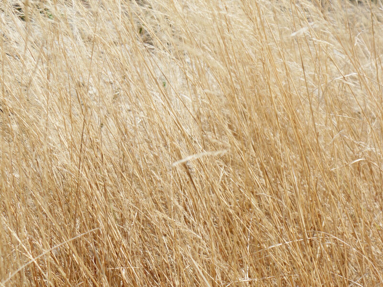 Samsung WB350F/WB351F/WB352F sample photo. Grass, yellow, dry photography