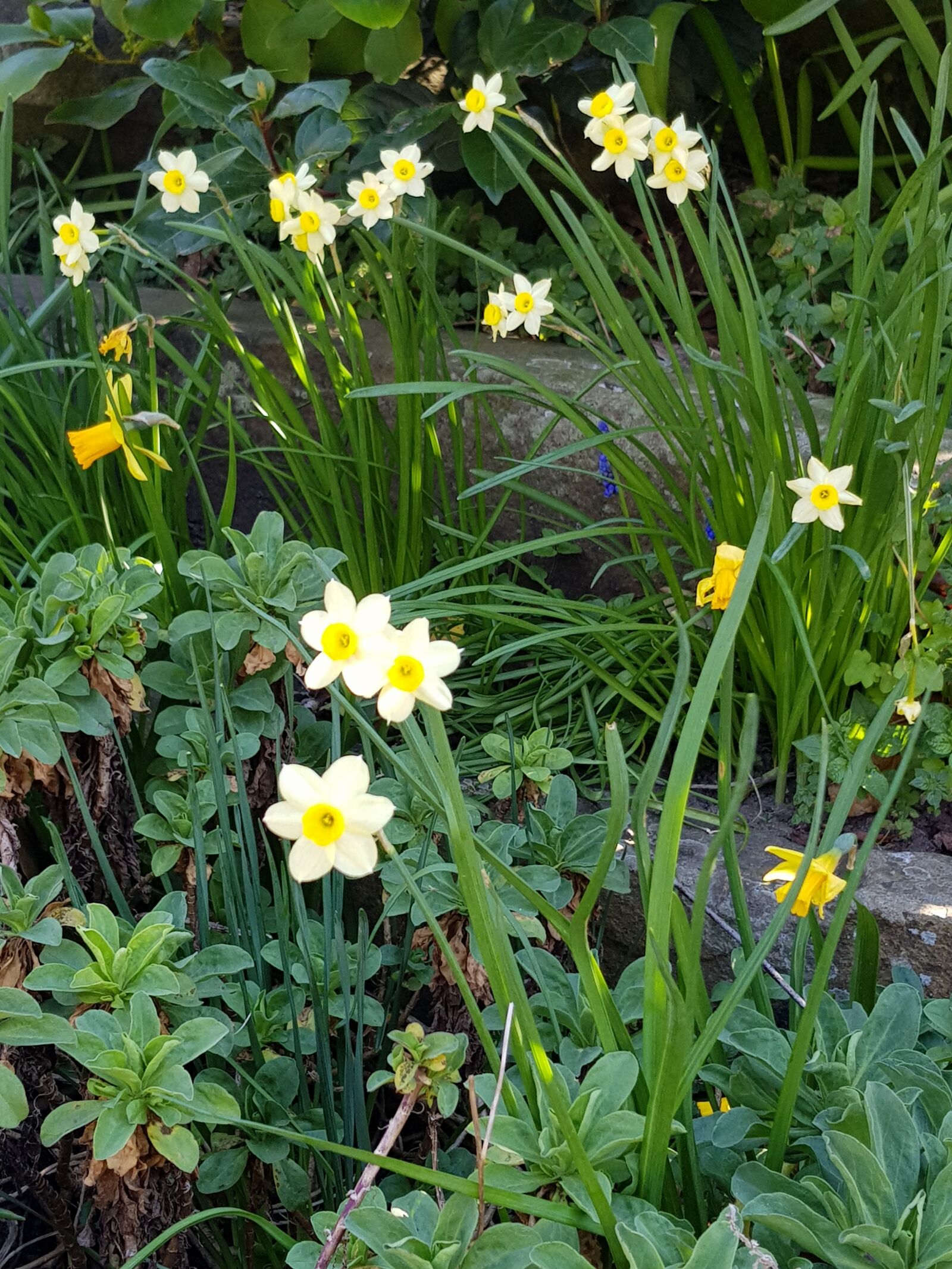 Samsung Galaxy S8 sample photo. Spring, flowers, daffodils photography