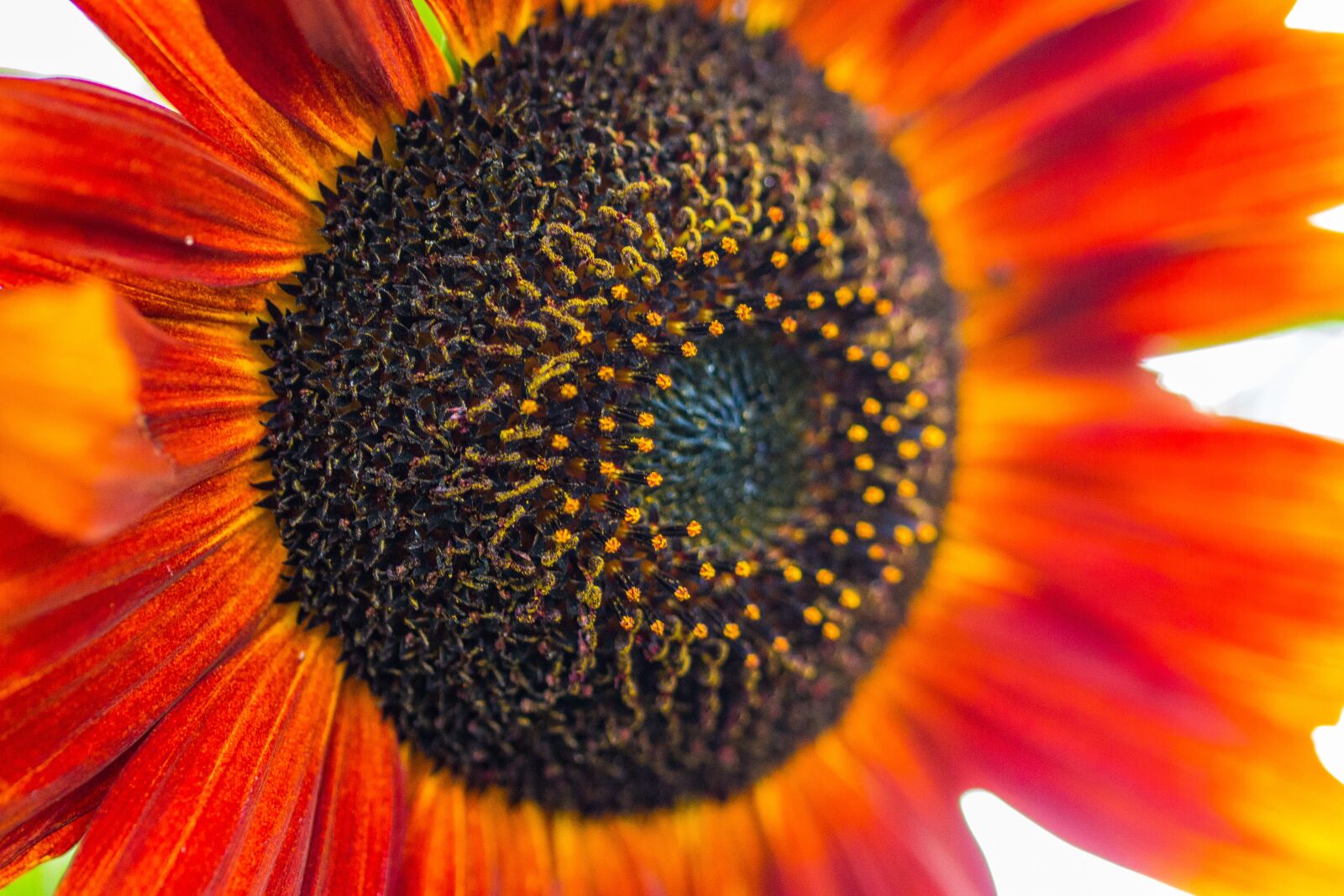 Canon EOS 70D sample photo. Sunflower, helianthus annuus, blossom photography