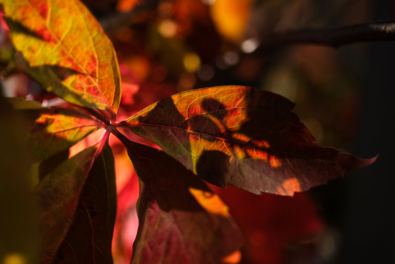 Fujifilm X-H2S sample photo. Autumn leaves photography