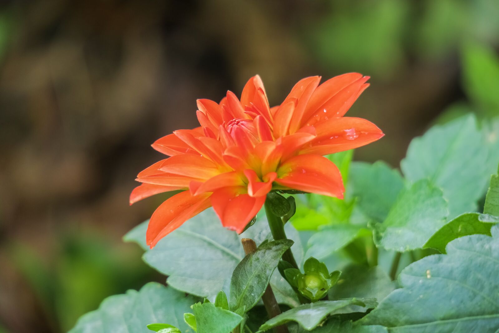Canon PowerShot G3 X sample photo. Nature, plant, flower photography