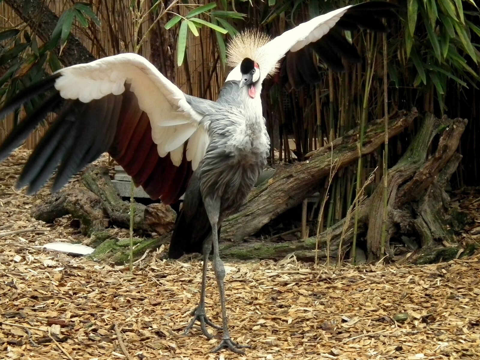 FujiFilm FinePix HS10 (FinePix HS11) sample photo. Crane, grey crowned crane photography
