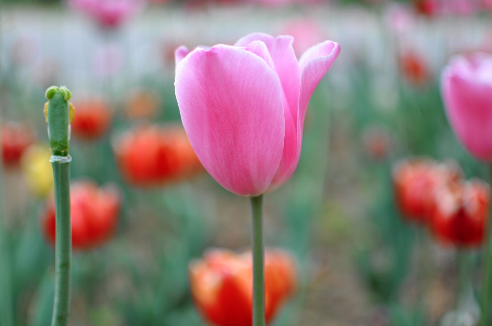 Nikon D90 sample photo. Nature, flower, plant photography