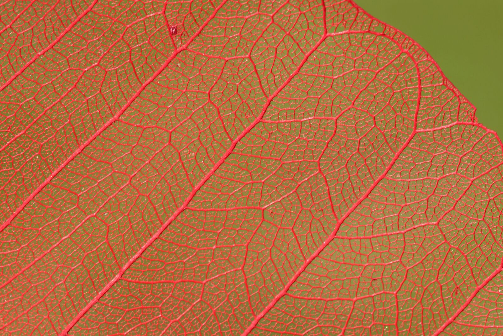 Canon EOS 200D (EOS Rebel SL2 / EOS Kiss X9) sample photo. Leaf, nature, plant photography