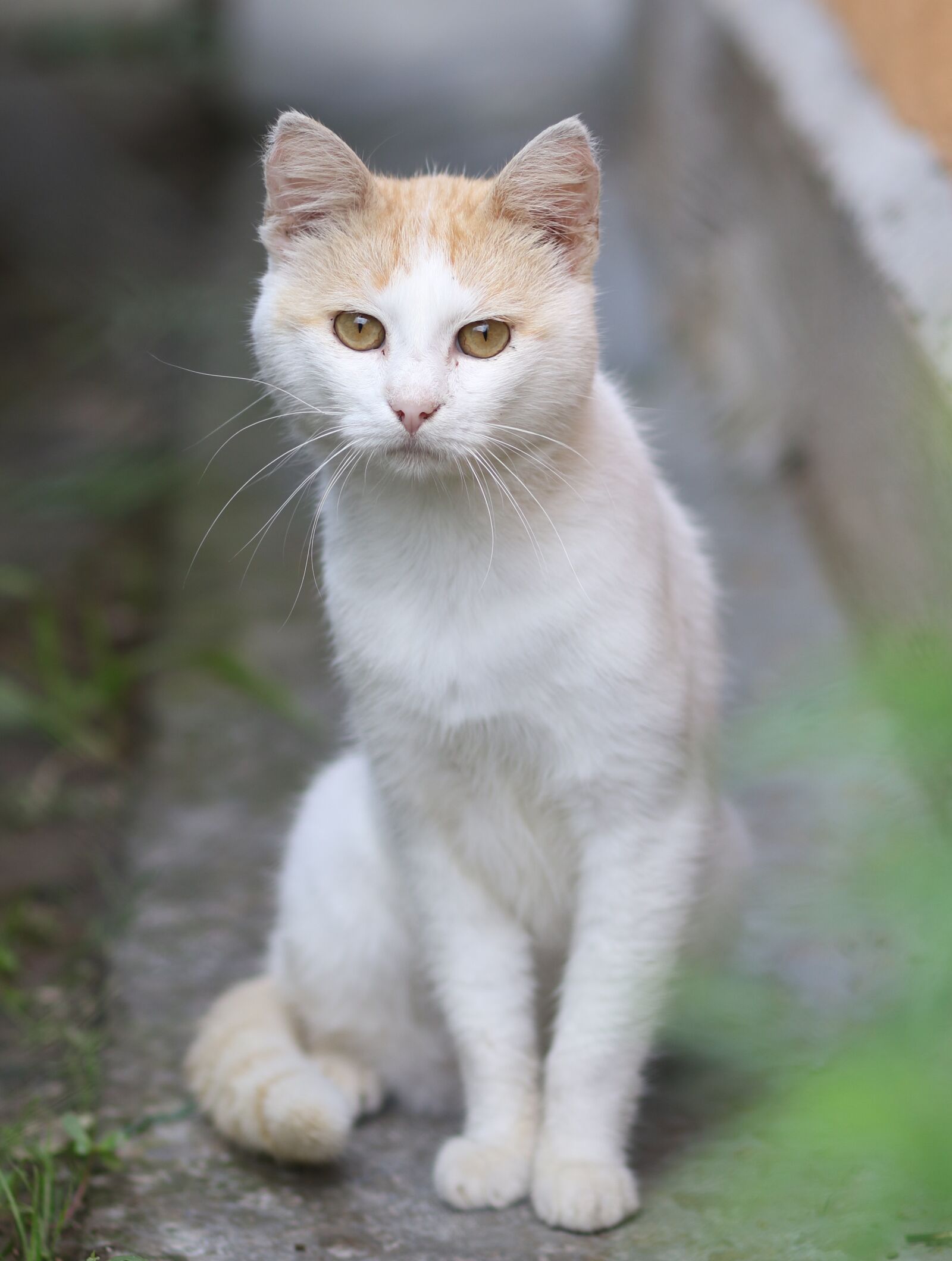Canon EF 85mm F1.8 USM sample photo. Cat, white, nice photography