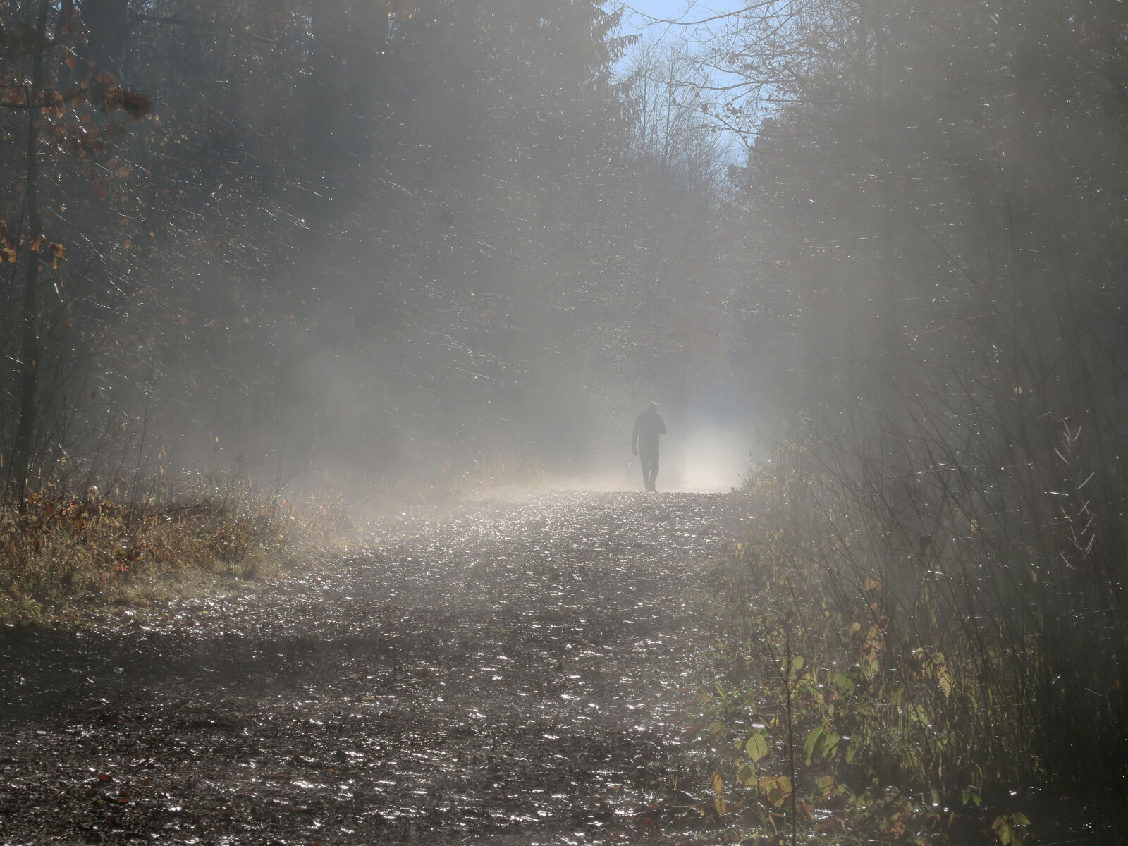 Canon PowerShot G7 X sample photo. Fog, forest, grass, man photography