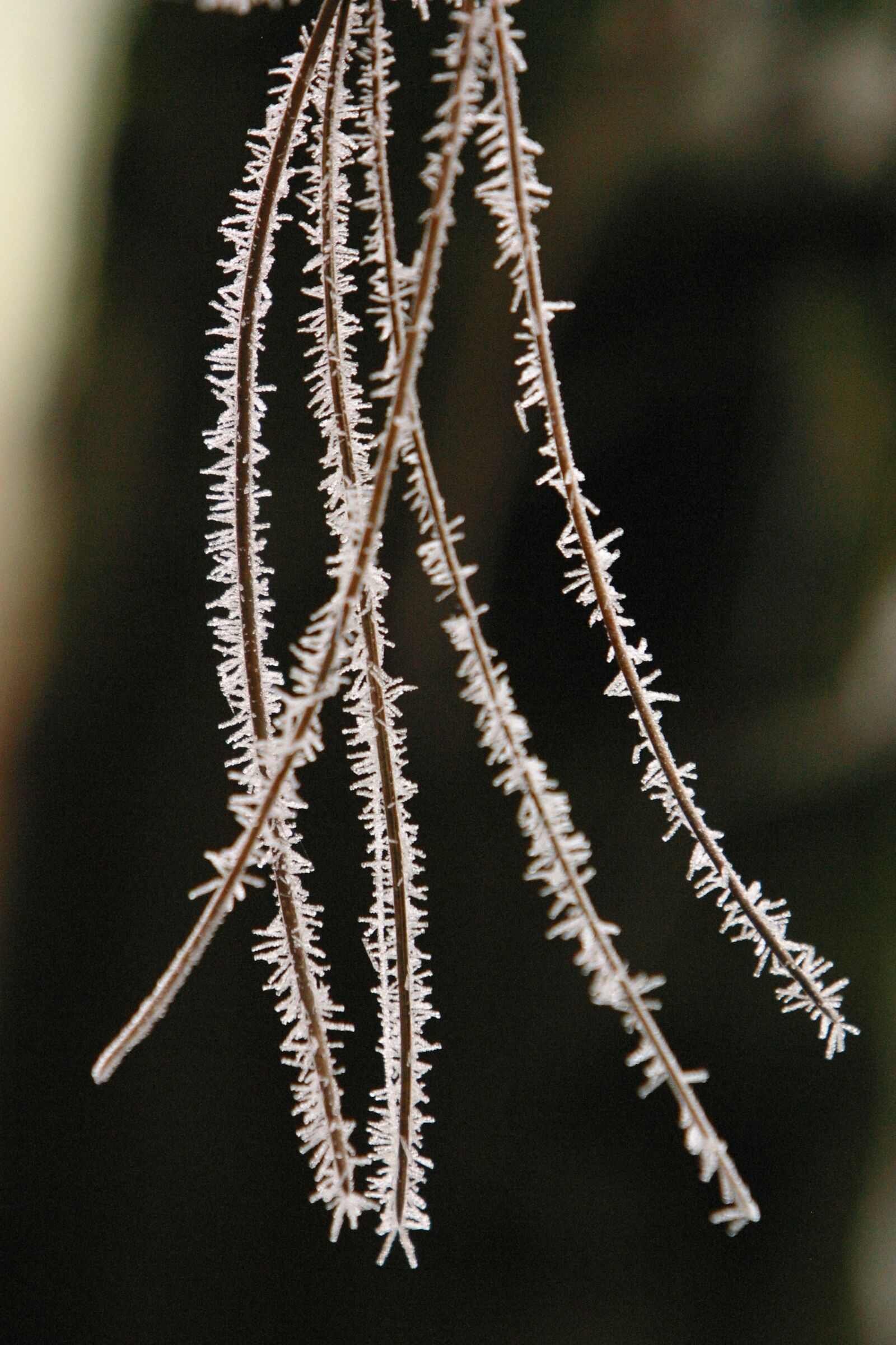 Canon EOS D60 sample photo. Winter, pine, hoarfrost photography