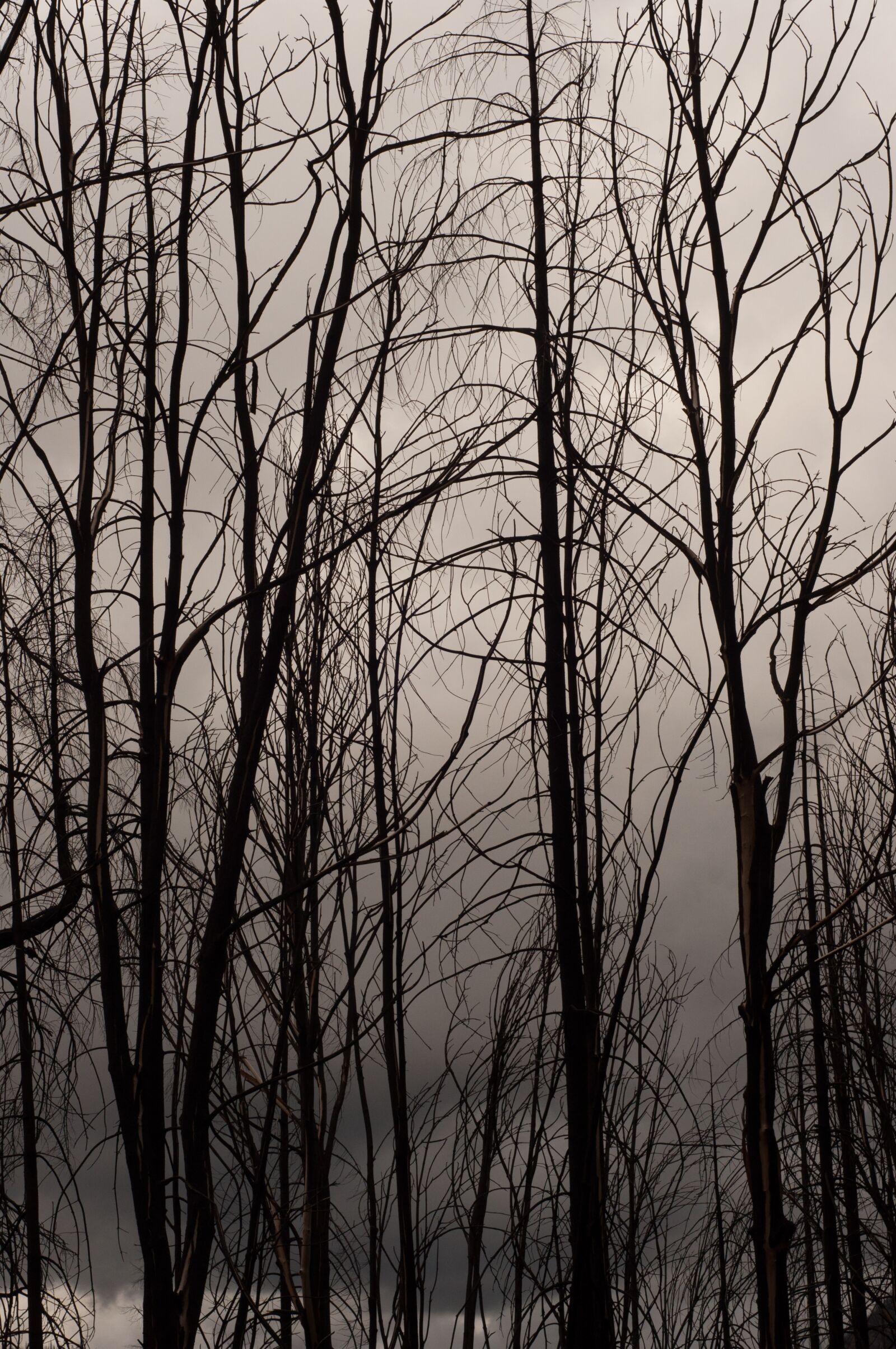 Nikon D90 sample photo. Tree, fire, forest photography