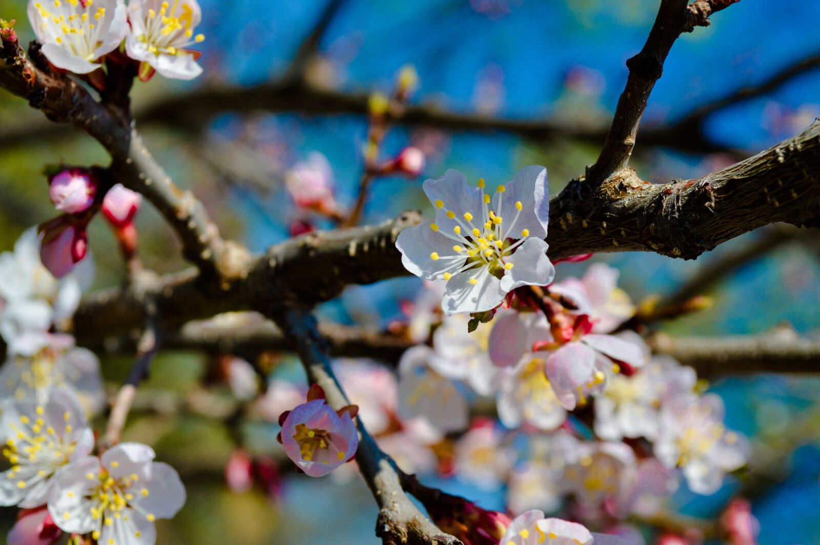 Nikon D3200 sample photo. Flower, tree, spring photography