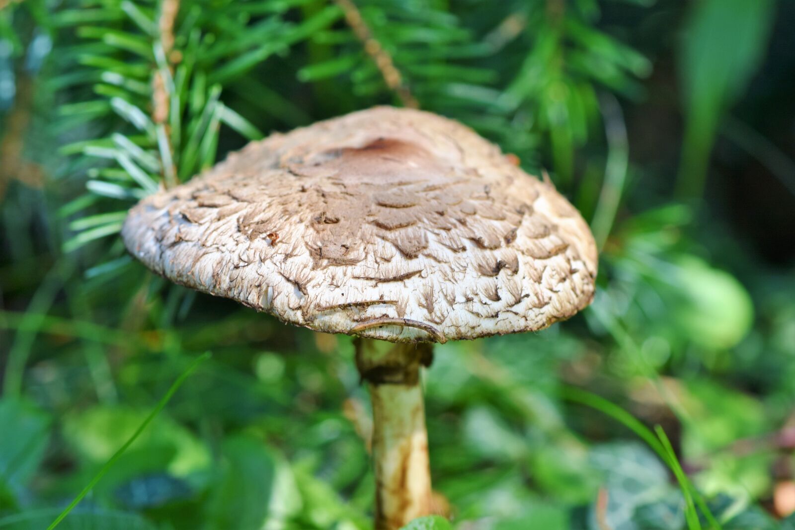 Nikon D7200 sample photo. Parasol, mushroom, giant schirmling photography