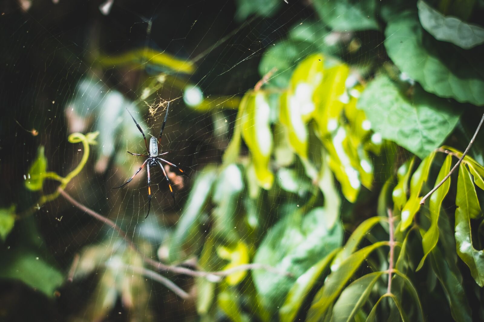 Fujifilm X-Pro1 + Fujifilm XF 35mm F1.4 R sample photo. Bright, close-up, color photography