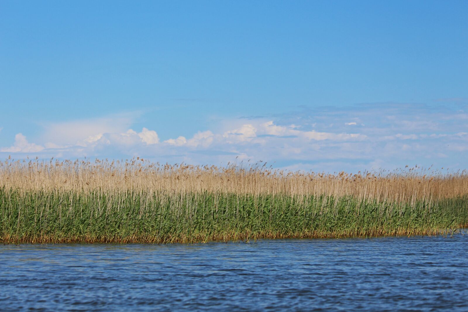 Canon EOS 700D (EOS Rebel T5i / EOS Kiss X7i) sample photo. Reed belt, blue sky photography