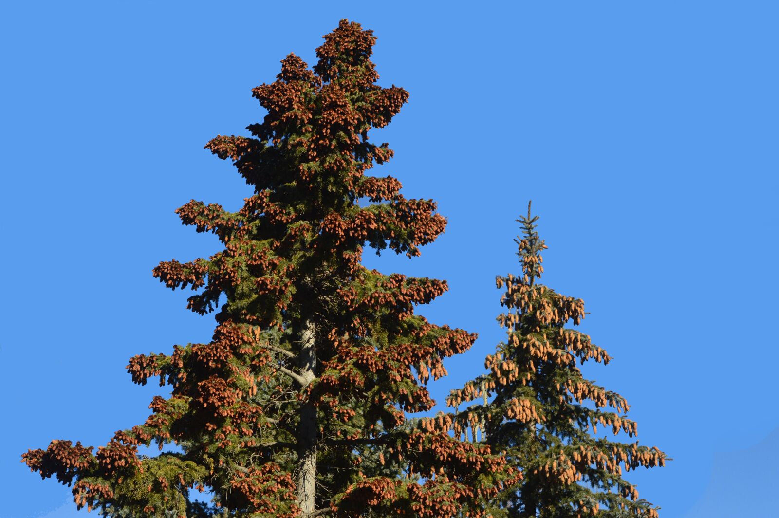 Nikon D3200 sample photo. Pine cones, tree, evergreen photography