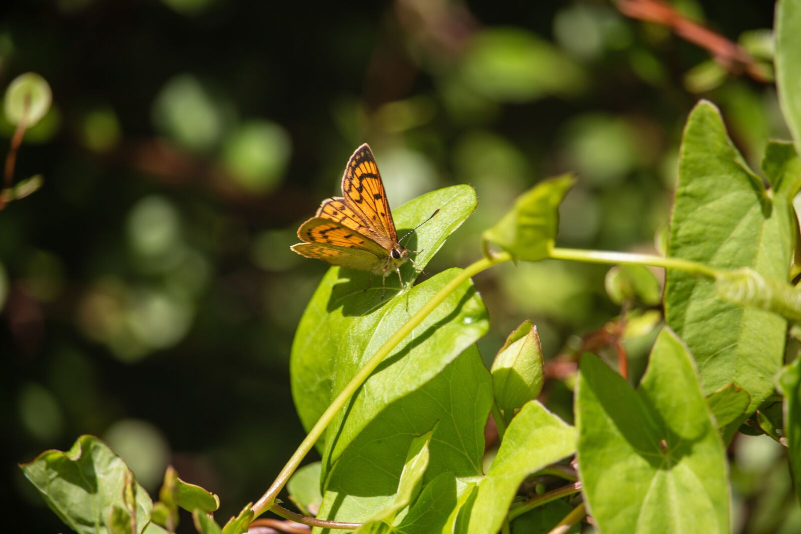Canon EOS 200D (EOS Rebel SL2 / EOS Kiss X9) sample photo. Butterfly, wild, orange photography