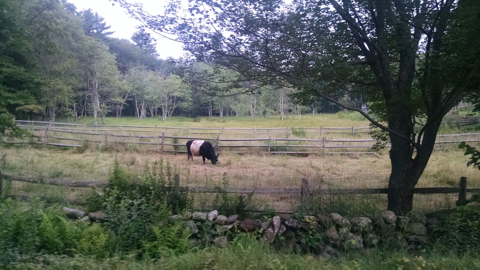 Motorola Moto X (1st Gen) sample photo. Cow, field, graze, summer photography