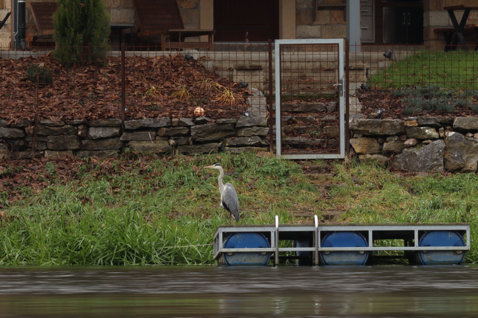 Canon EF 300mm F4L IS USM sample photo. Grey heron photography