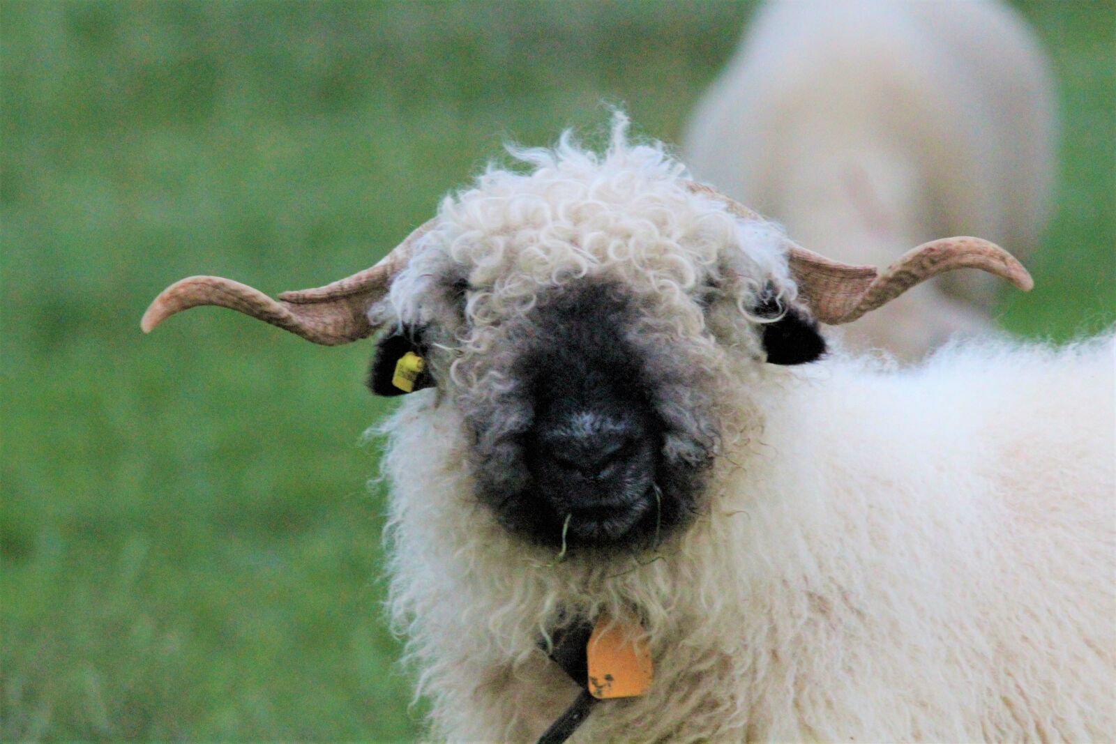 Canon EOS 1200D (EOS Rebel T5 / EOS Kiss X70 / EOS Hi) sample photo. Black nosed sheep, wool photography