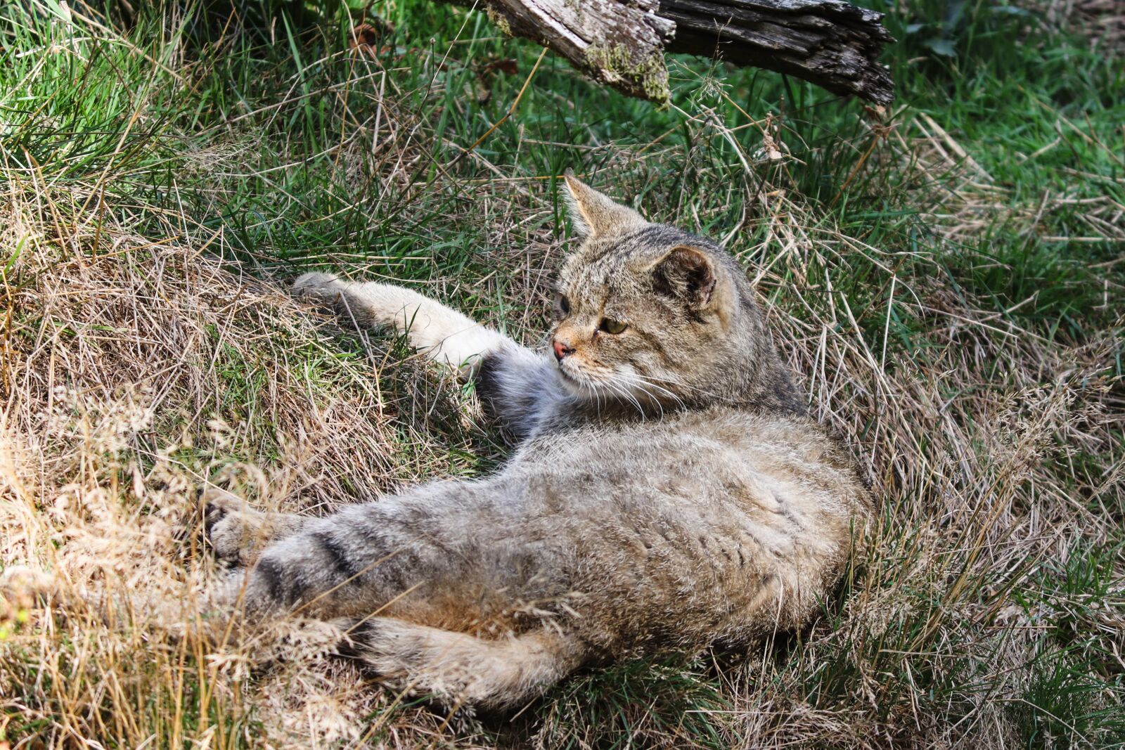 Canon EOS 200D (EOS Rebel SL2 / EOS Kiss X9) sample photo. Wildcat, felis silvestris, cat photography