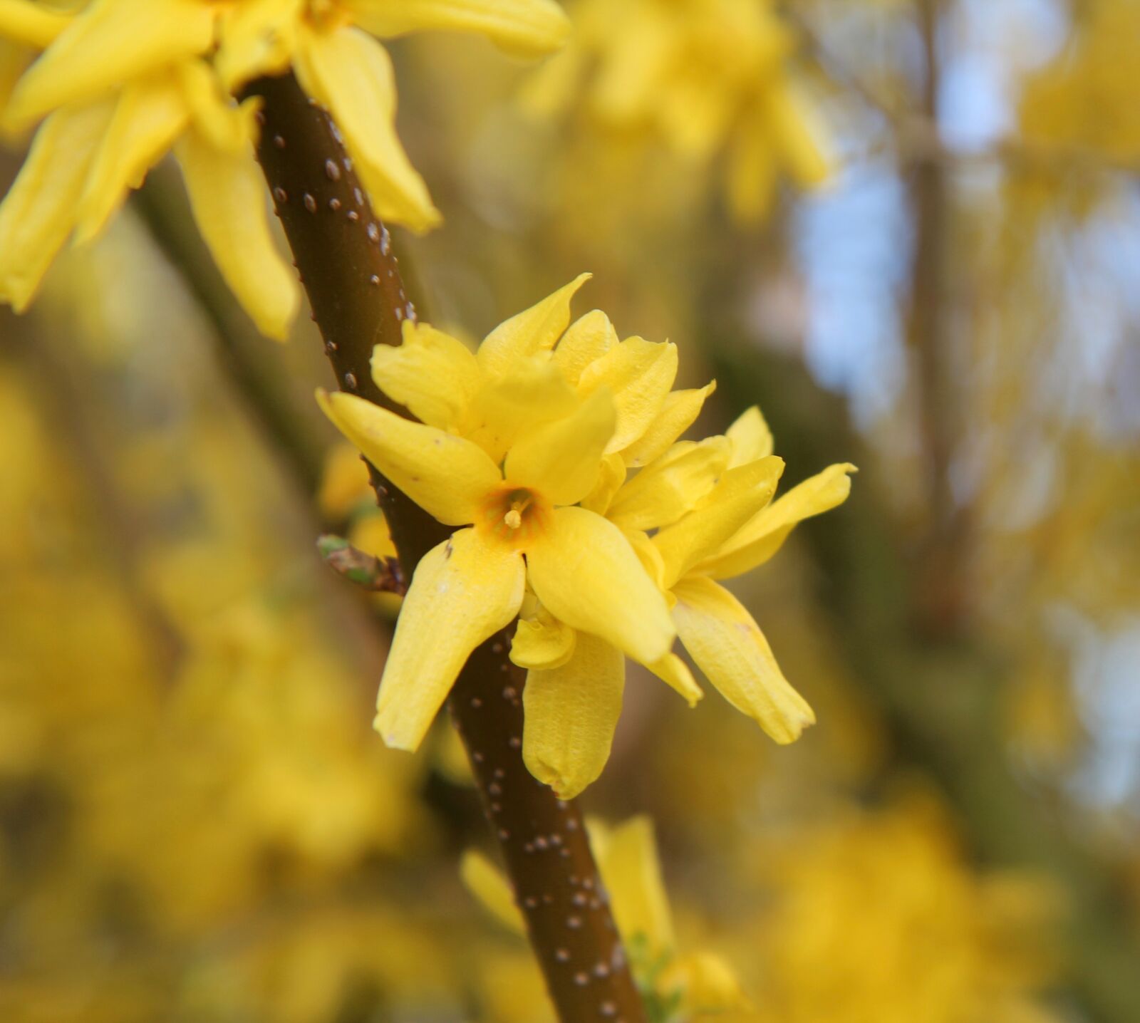 Canon EOS 600D (Rebel EOS T3i / EOS Kiss X5) sample photo. Forsythia, yellow flower, spring photography