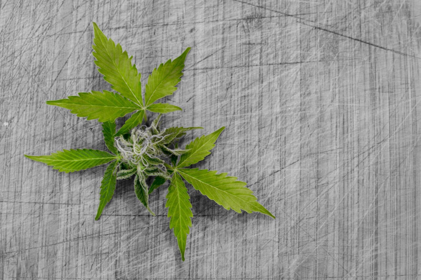 Nikon D3100 sample photo. Leaf, nature, flora photography