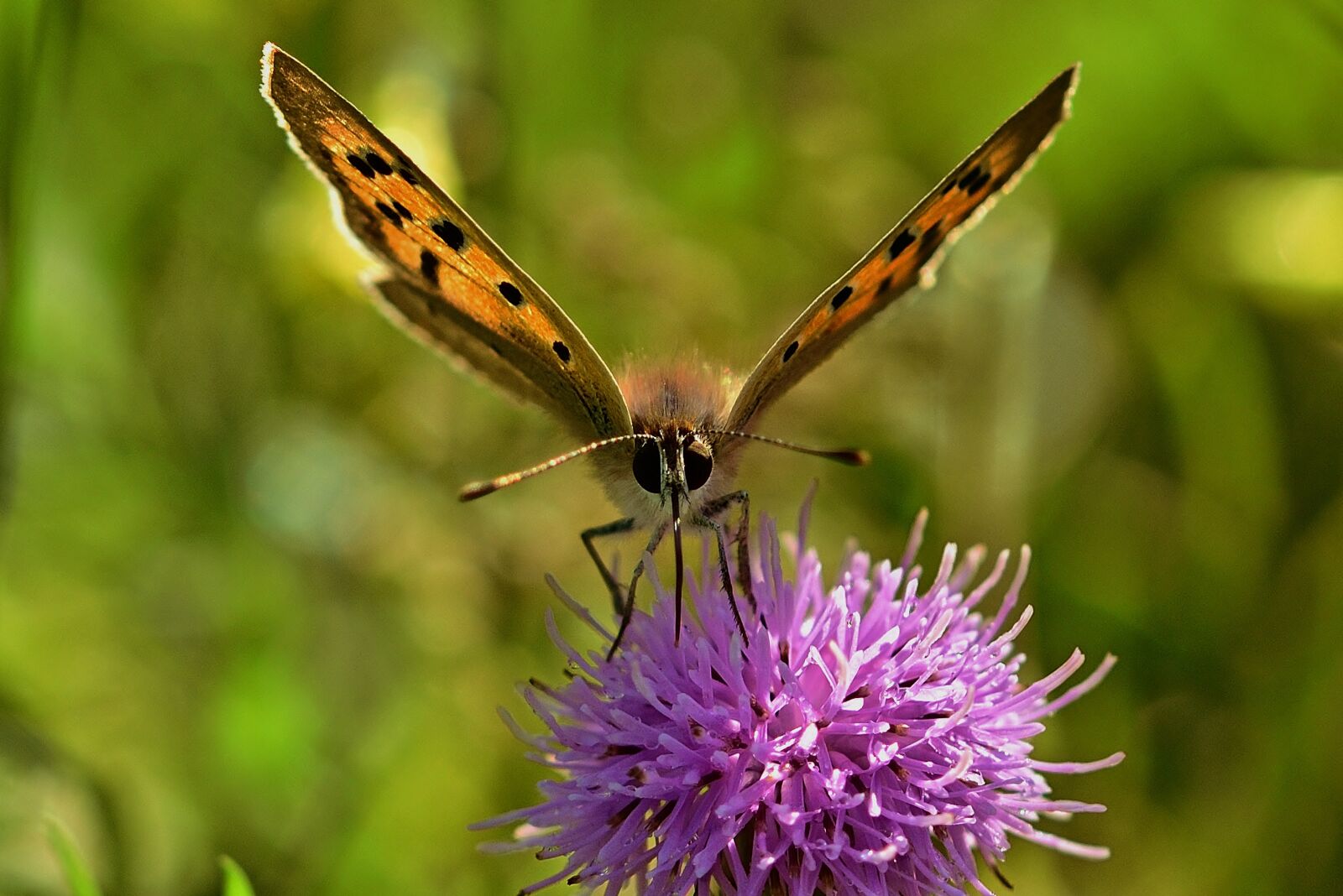 Nikon D5200 sample photo. Butterfly, close up, summer photography