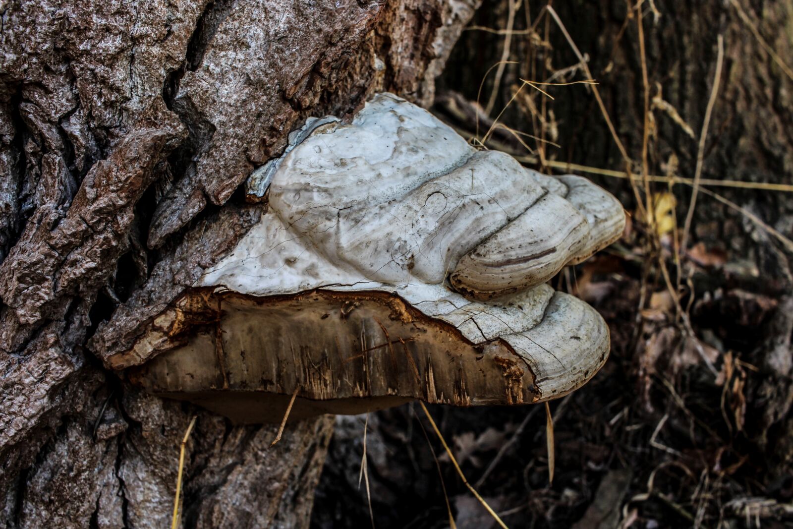 Canon EF-S 24mm F2.8 STM sample photo. Mushroom, forest, nature photography