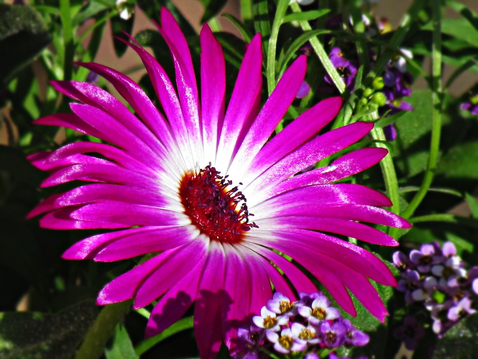 Canon PowerShot SX30 IS sample photo. Flower, lila, daisy photography