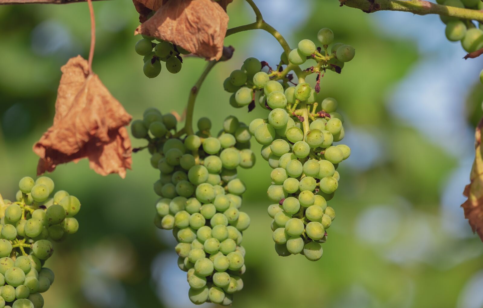 Fujifilm XF 55-200mm F3.5-4.8 R LM OIS sample photo. Grapes, fruit, green photography