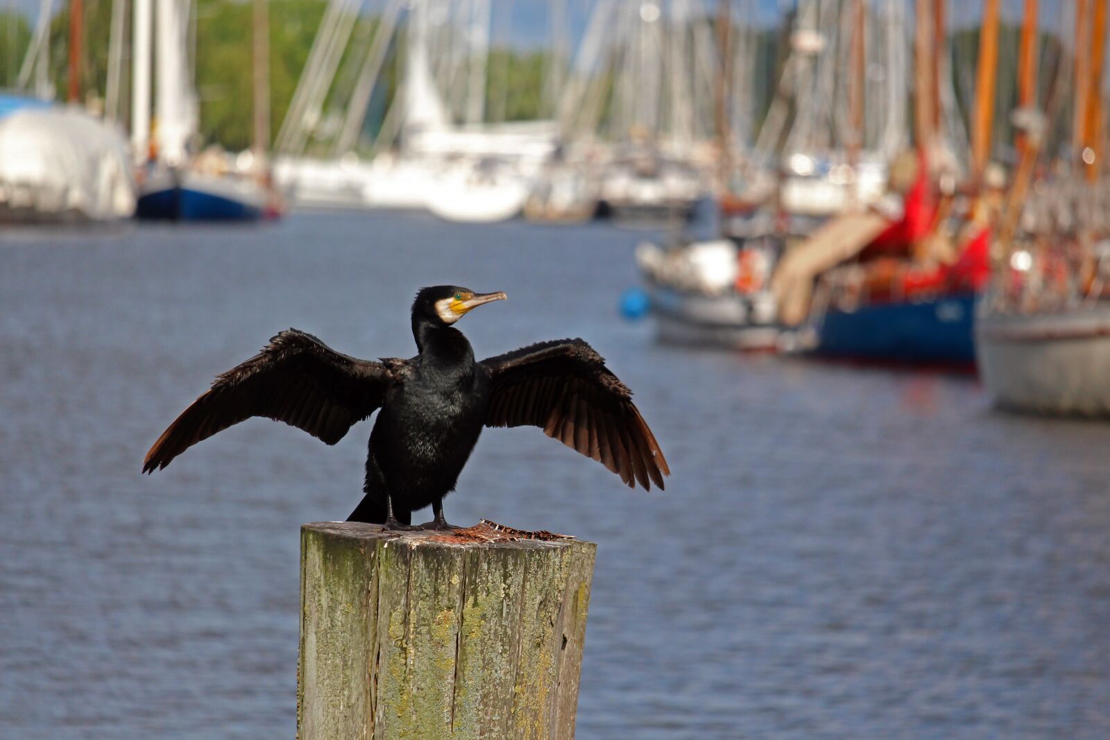 Canon EOS 700D (EOS Rebel T5i / EOS Kiss X7i) + Canon EF-S 55-250mm F4-5.6 IS STM sample photo. Cormorant, greifswald, port photography