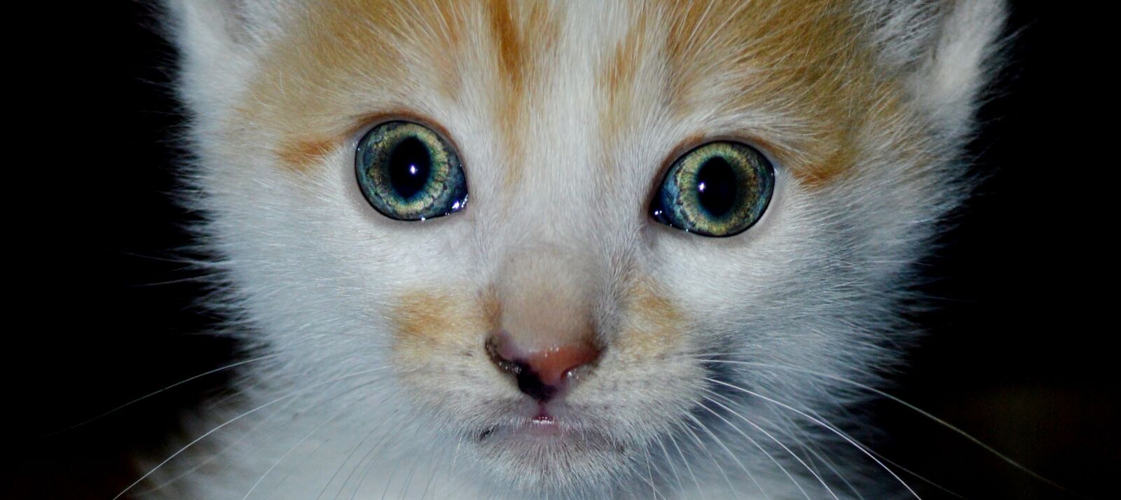 Nikon D3200 sample photo. Pussycat, cat, kitten photography
