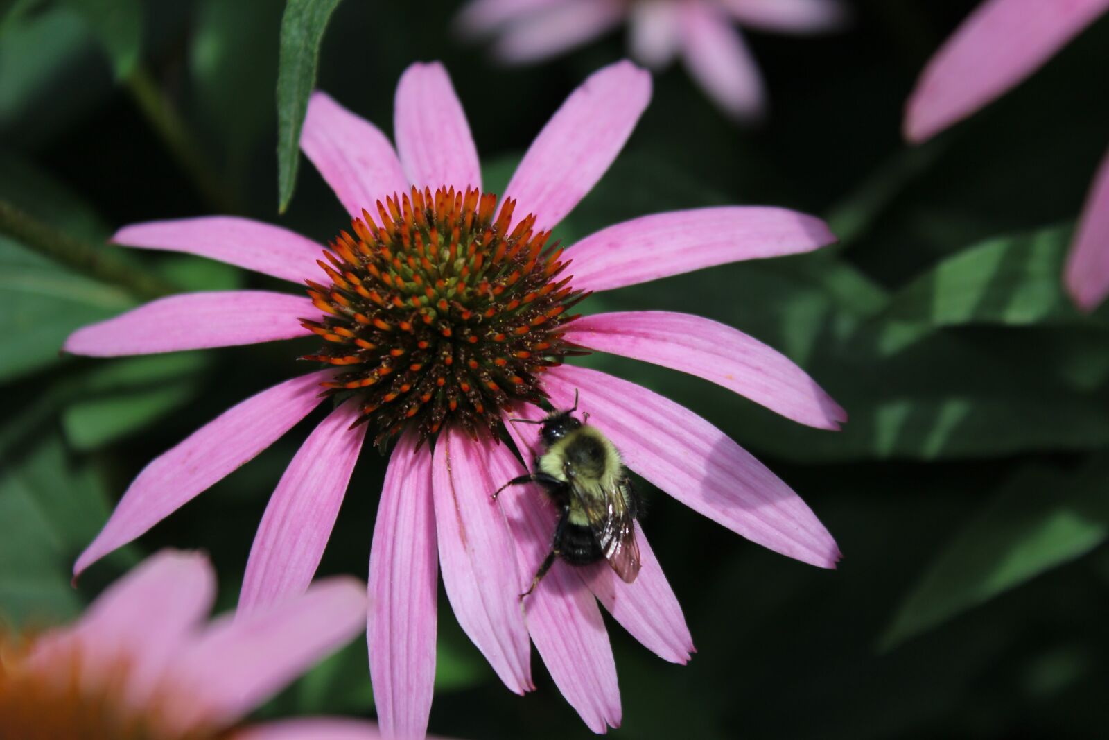 Canon EOS 1200D (EOS Rebel T5 / EOS Kiss X70 / EOS Hi) sample photo. Nature, flower, flora photography