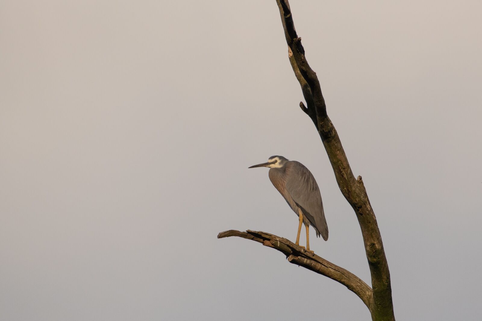 Nikon D750 sample photo. White faced heron, heron photography