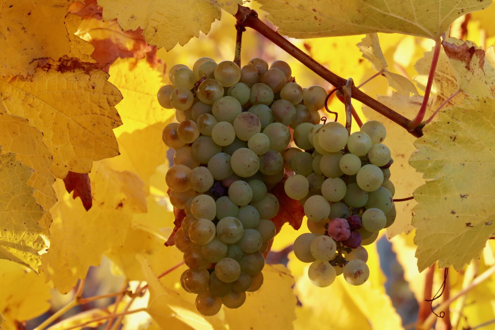 Canon PowerShot G7 X Mark II sample photo. Grapes, autumn, fruit photography