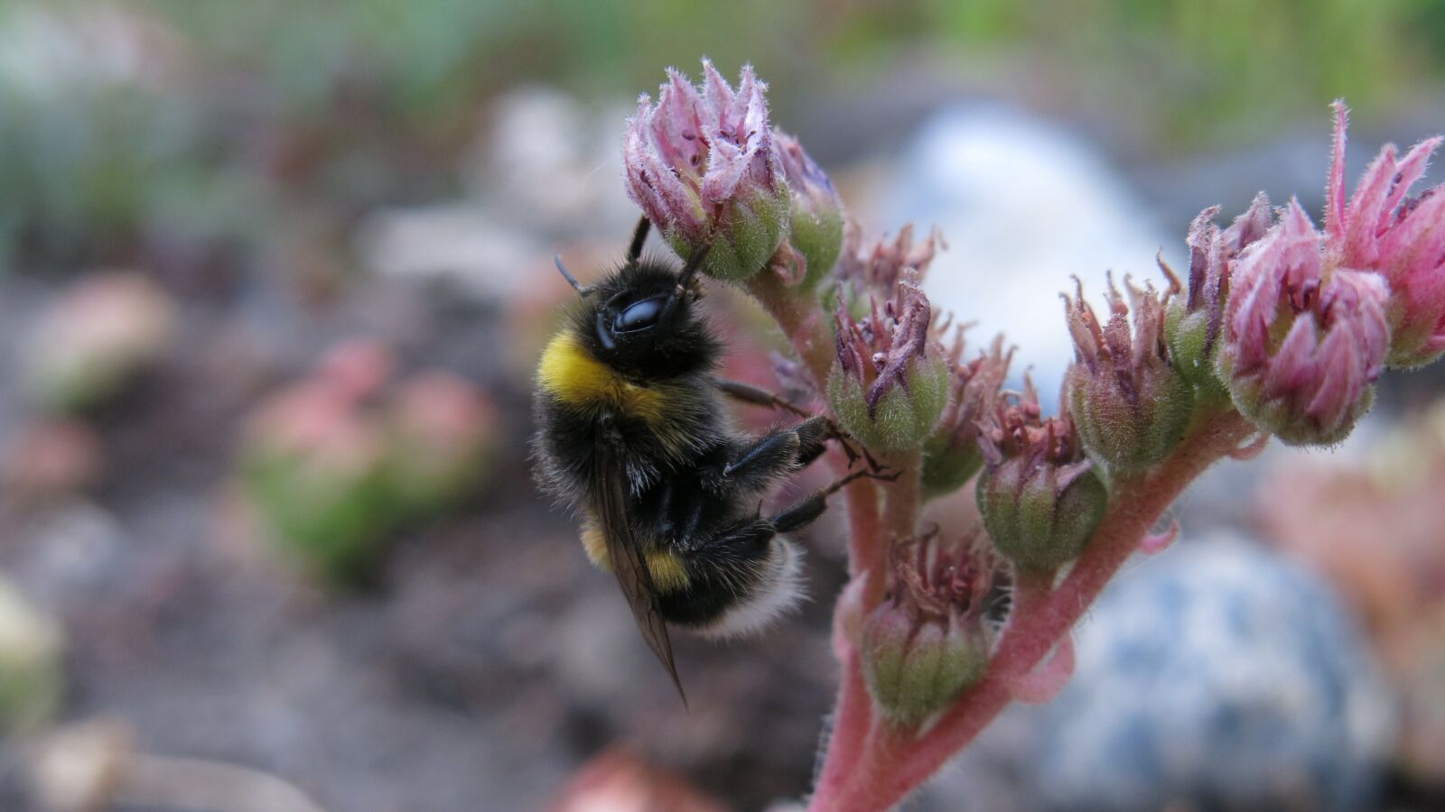 Canon PowerShot G15 sample photo. Hummel, rest, fly photography