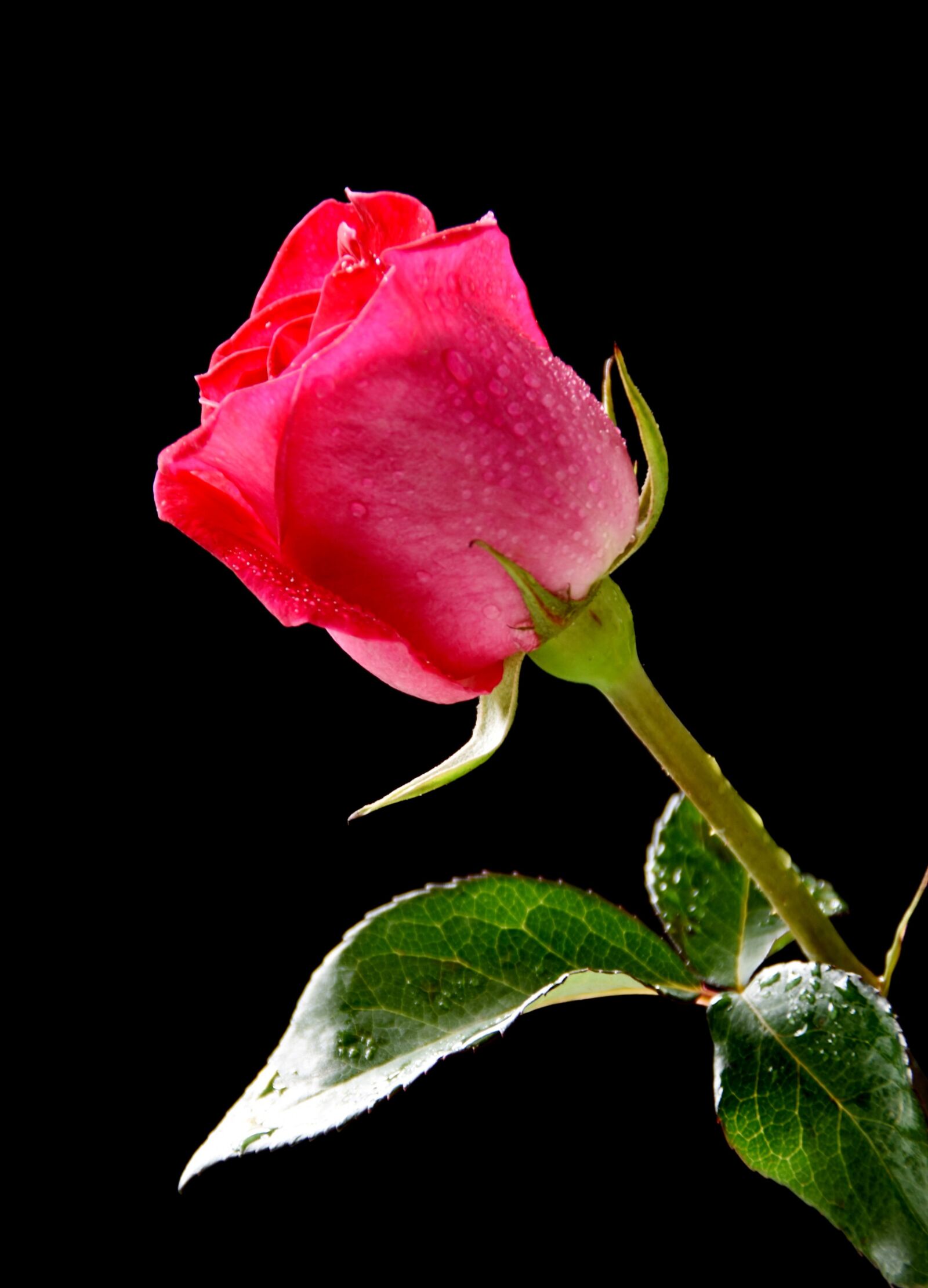 Nikon D7200 sample photo. Rose, pink rose, dew photography