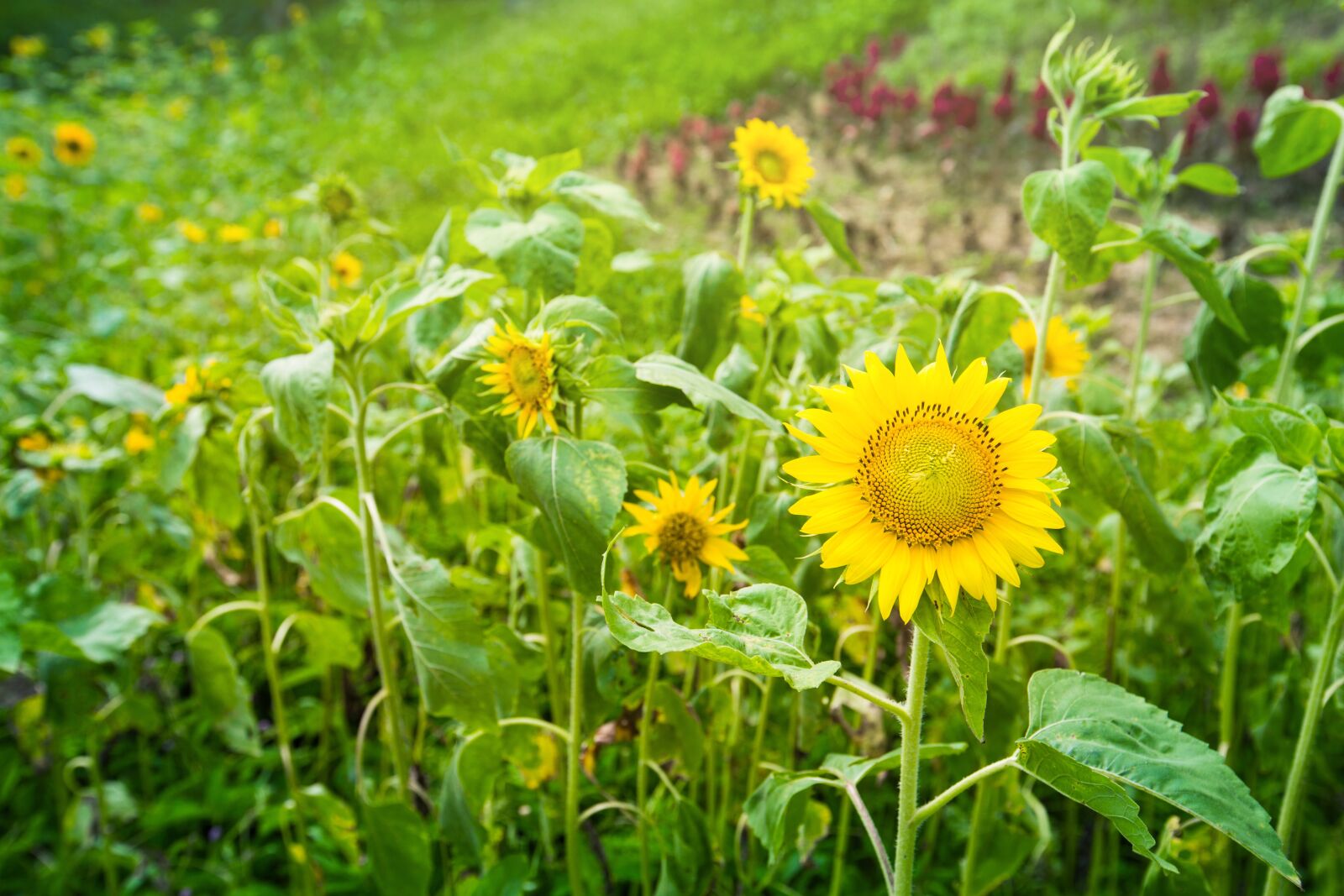 Canon EF 16-35mm F2.8L II USM sample photo. Garden, sunflower, plant photography