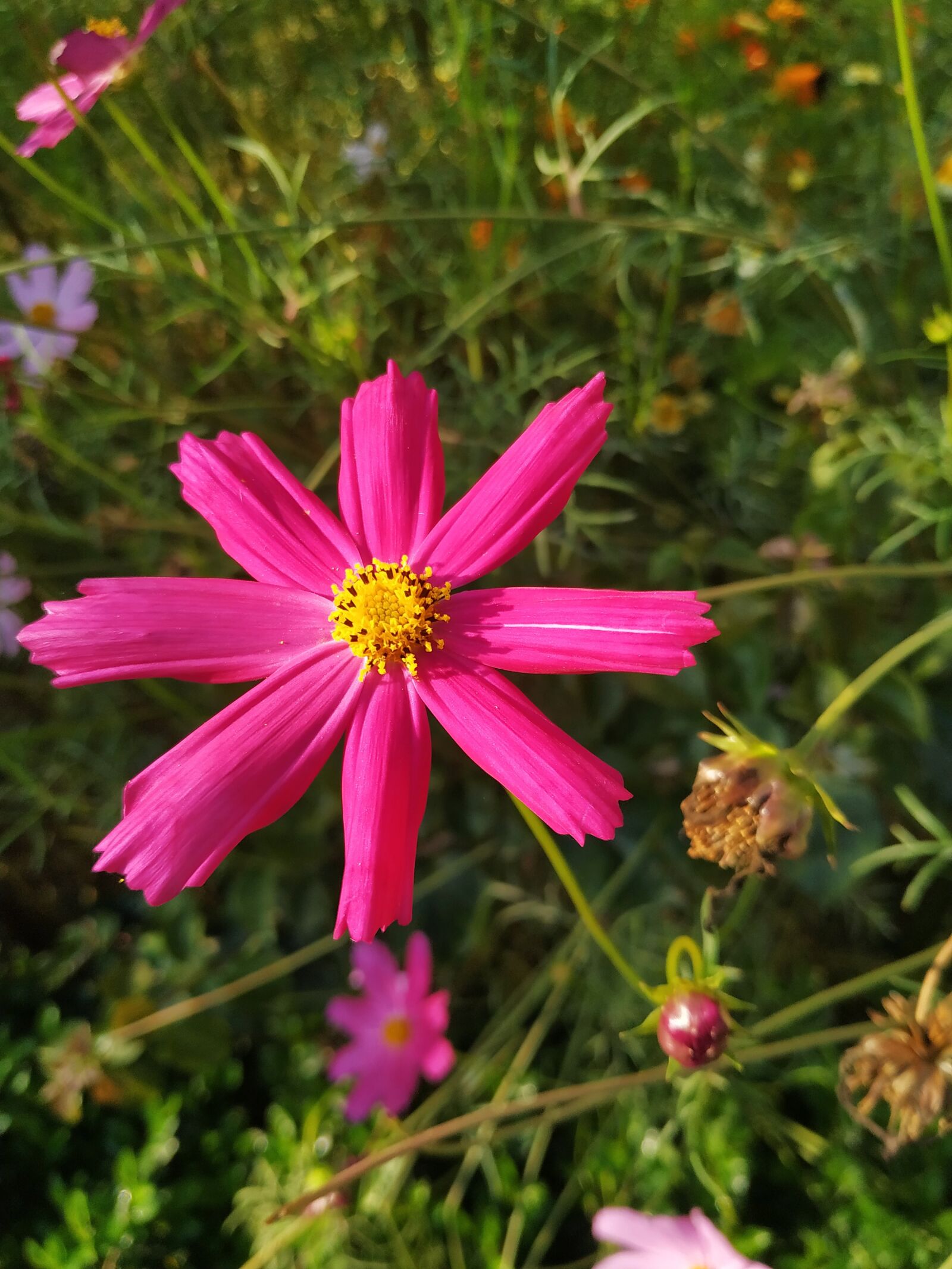 Xiaomi Redmi Note 6 Pro sample photo. Valentine, garden, celebration photography