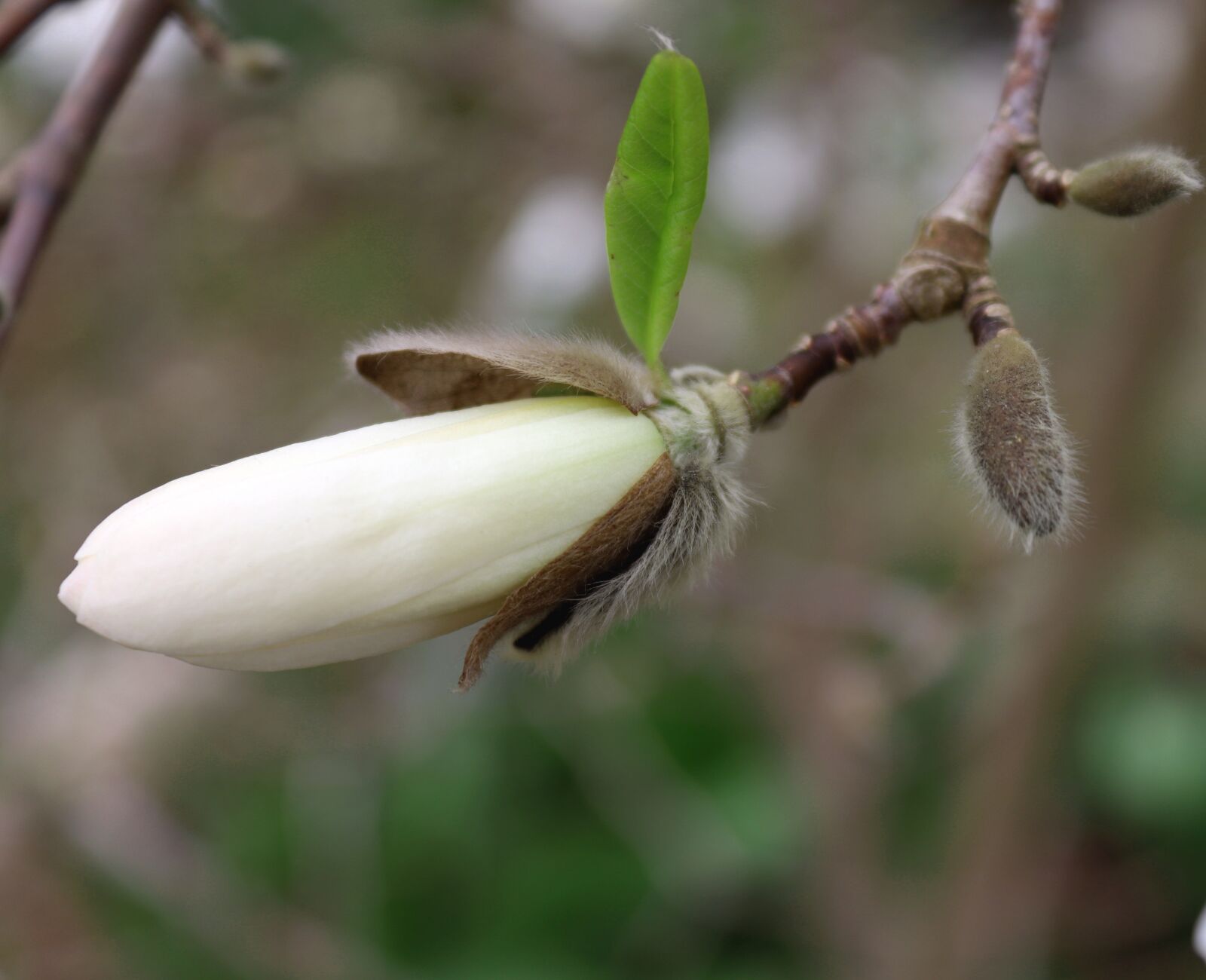 Canon EOS 200D (EOS Rebel SL2 / EOS Kiss X9) sample photo. Magnolia, bud, blossom photography