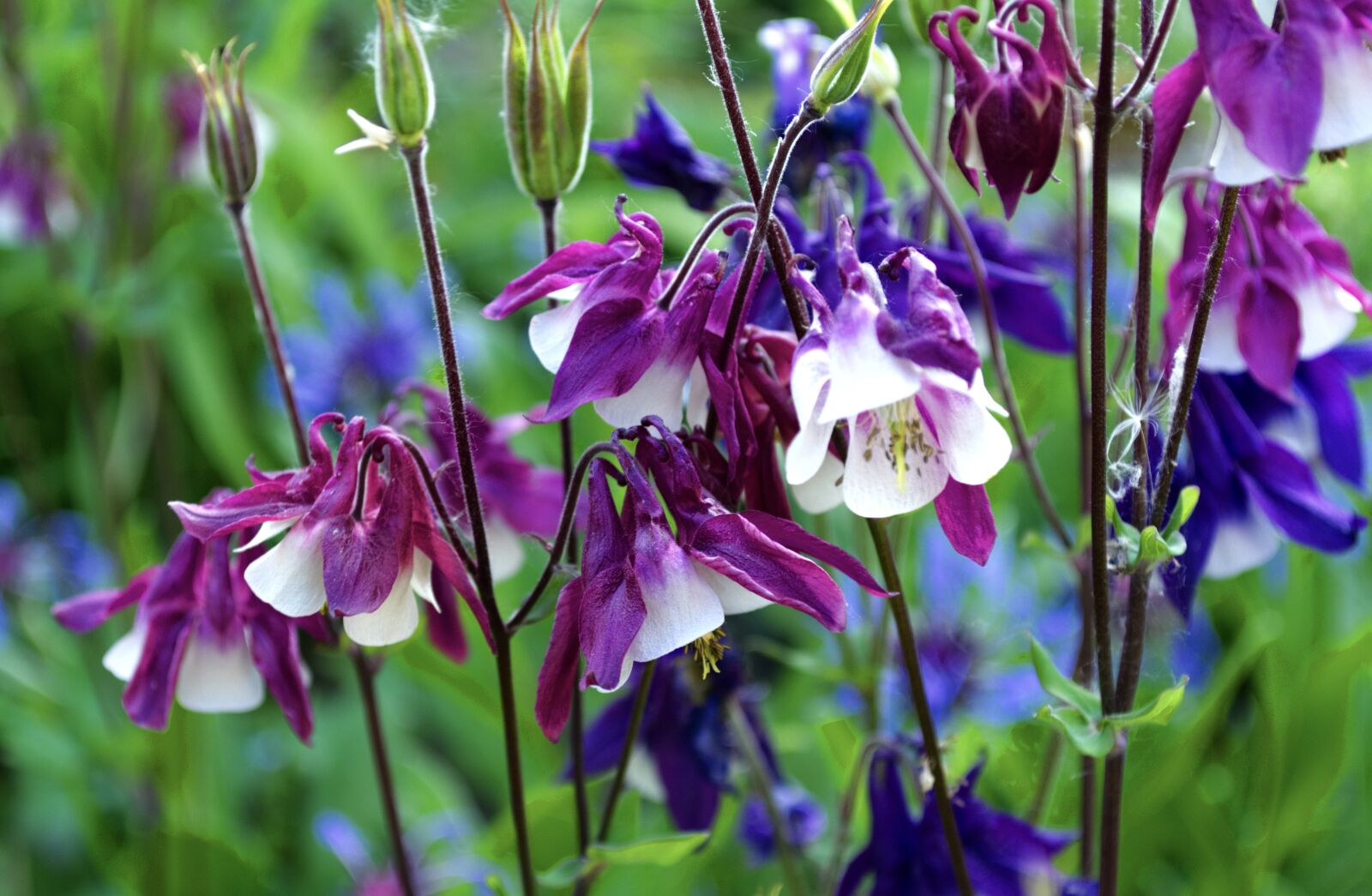 Nikon D5200 sample photo. Clematis, flowers, nature photography