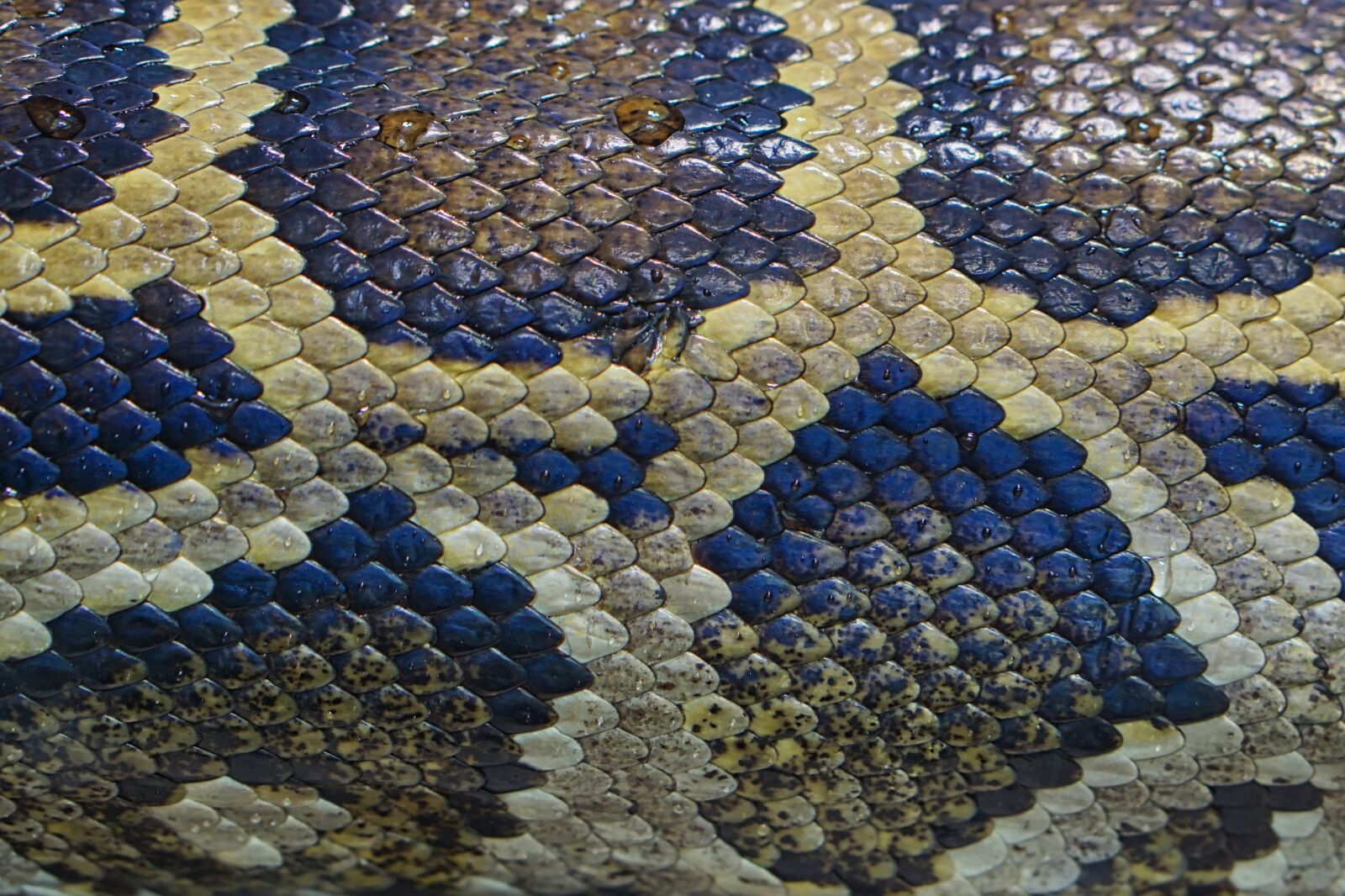 Sony a5100 sample photo. Snake, snake skin, reptile photography